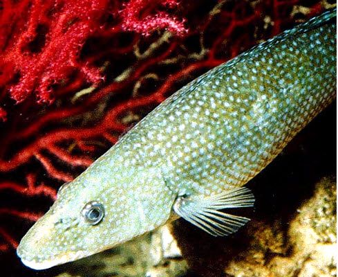 Labrus viridis_013